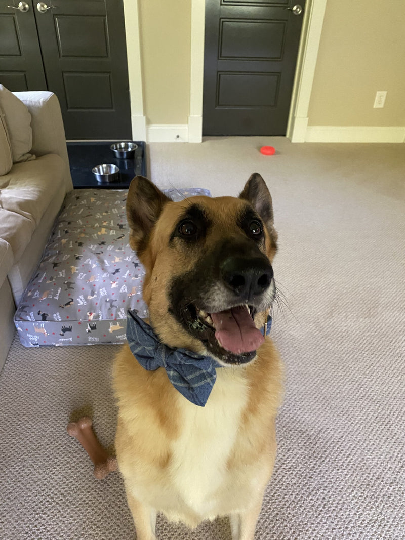 Just a Good Boy