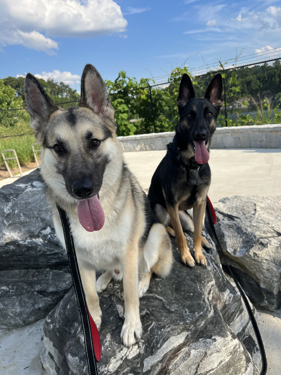 It Started With Two Rescue Dogs.